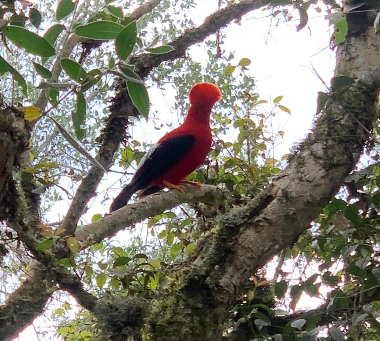 A bright red Cock of the rock bird in a tree.